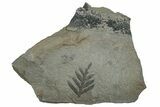 Pennsylvanian Fossil Flora Plate - Kentucky #255696-1